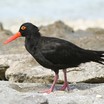 Sooty Oystercatcher